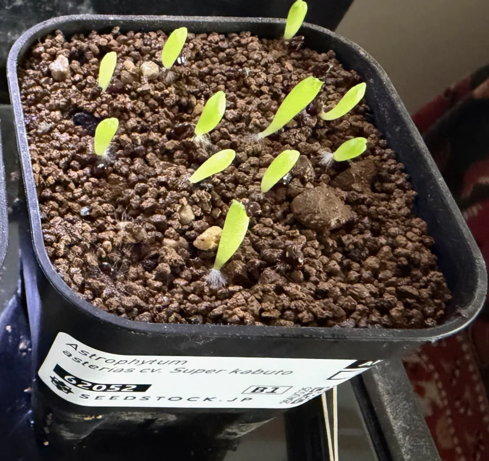 Astrophytum asterias cv. Super kabuto (アストロフィツム スーパー兜)